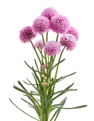 Blooming pink firefly armeria flowers creating a vibrant display against a pure white background, showcasing delicate beauty and elegance