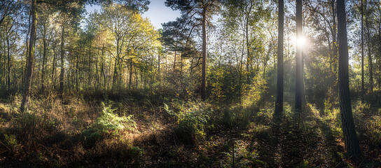 Obraz premium Beautiful forest panorama with sun rays shining through the trees