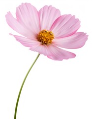 Fototapeta premium Pink cosmos flower blooming in studio, white background highlighting soft petals and golden center stamen
