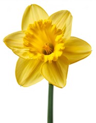 Vibrant yellow daffodil blooming with delicate trumpet shaped petals, highlighting springtime freshness against crisp white backdrop