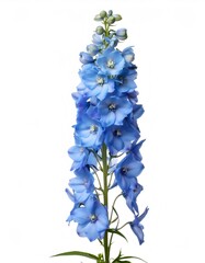 Fototapeta premium Vibrant blue delphinium blooming, revealing intricate petals and emerging buds against clean white studio background