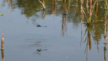 Vibrant blue dragonflies over still pond with reeds creating soft ripples with their delicate wings