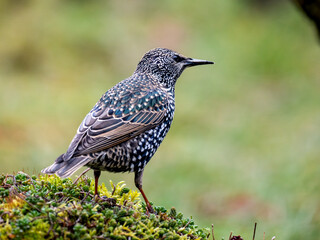 Star (Sturnus vulgaris)