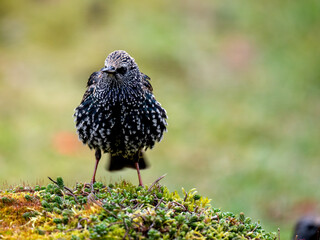 Star (Sturnus vulgaris)
