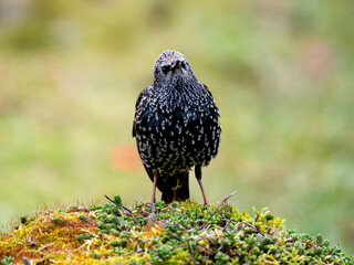 Star (Sturnus vulgaris)