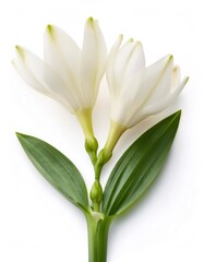 Fototapeta premium Polianthes Tuberosa - Firefly Tuberose - featuring pristine white blossoms and lush green foliage, blooming gracefully against minimalist white background