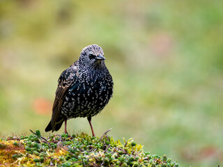 Star (Sturnus vulgaris)