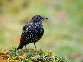 Star (Sturnus vulgaris)