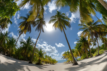 Obraz premium Beautiful tropical beach with palm trees and a blue sky