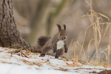 ジャンプするエゾリス