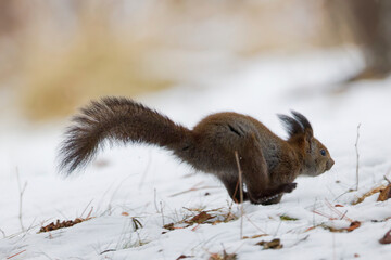 ジャンプするエゾリス