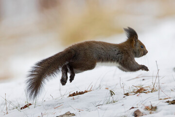ジャンプするエゾリス