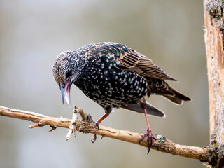 Star (Sturnus vulgaris)