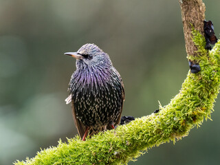 Star (Sturnus vulgaris)