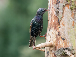 Star (Sturnus vulgaris)