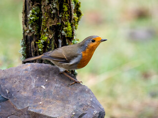 Rotkehlchen (Erithacus rubecula)