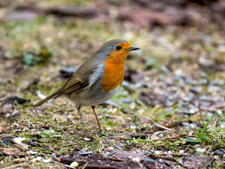 Rotkehlchen (Erithacus rubecula)
