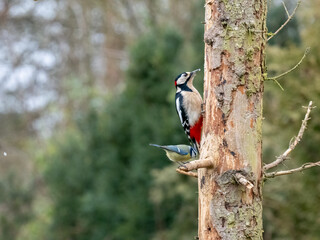 Naklejka premium Buntspecht und Blaumeise