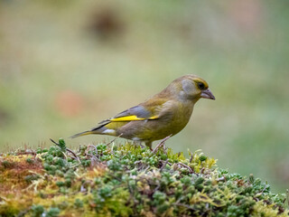 Grünfink (Chloris chloris)