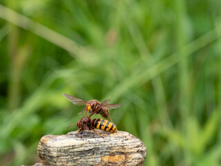 Hornisse (Vespa crabro) Königin