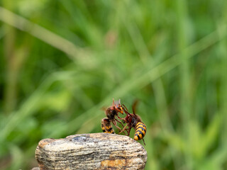 Hornisse (Vespa crabro) Königin