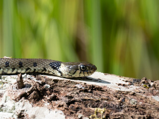 Barrenringelnatter (Natrix helvetica)