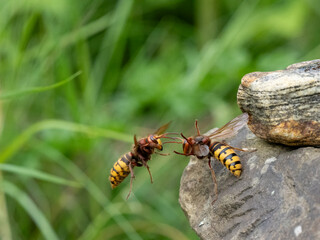 Hornisse (Vespa crabro) Königin