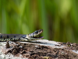 Barrenringelnatter (Natrix helvetica)