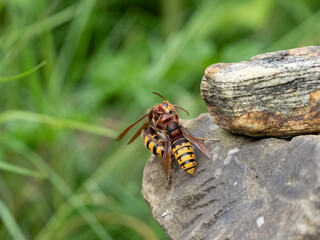 Hornisse (Vespa crabro) Königin