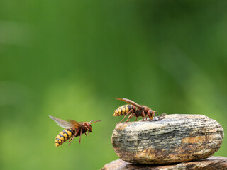 Hornisse (Vespa crabro) Königin