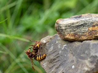 Hornisse (Vespa crabro) Königin