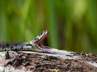 Barrenringelnatter (Natrix helvetica)
