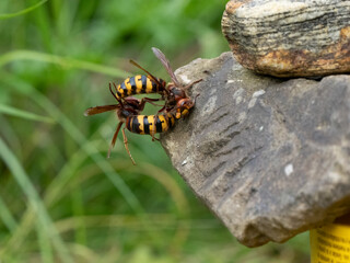 Hornisse (Vespa crabro) Königin