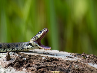 Naklejka premium Barrenringelnatter (Natrix helvetica)