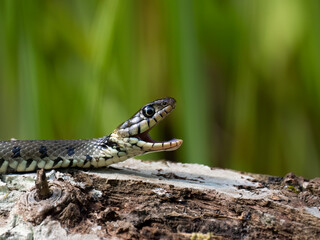 Barrenringelnatter (Natrix helvetica)