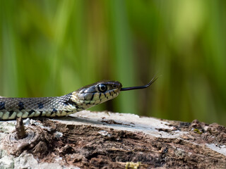 Barrenringelnatter (Natrix helvetica)
