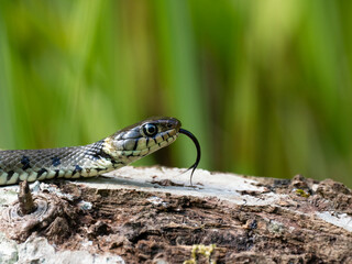 Barrenringelnatter (Natrix helvetica)