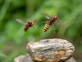 Hornisse (Vespa crabro) Königin
