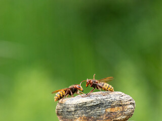 Hornisse (Vespa crabro) Königin