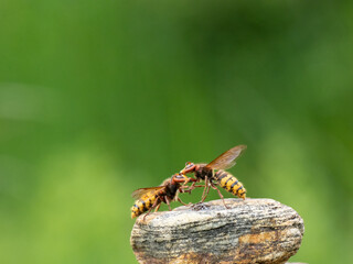 Hornisse (Vespa crabro) Königin