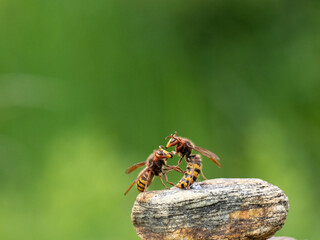 Hornisse (Vespa crabro) Königin