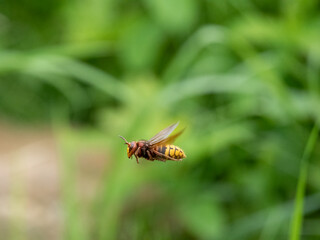 Hornisse (Vespa crabro) Königin