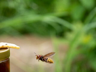 Hornisse (Vespa crabro) Königin