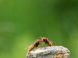 Hornisse (Vespa crabro) Königin