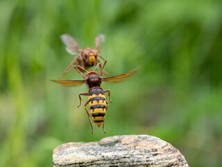 Hornisse (Vespa crabro) Königin