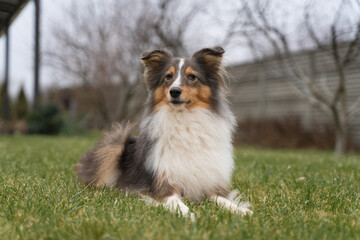 Cute brown red dog sheltie in the garden. Fluffy shetland sheepdog on green grass