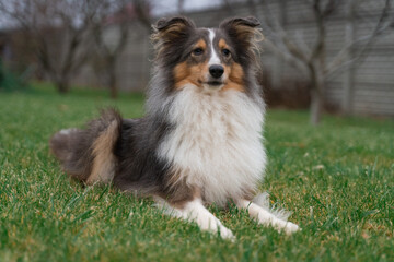 Cute brown red dog sheltie in the garden. Fluffy shetland sheepdog on green grass