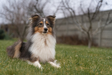 Cute brown red dog sheltie in the garden. Fluffy shetland sheepdog on green grass