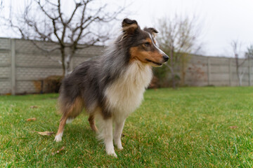 Cute brown red dog sheltie in the garden. Fluffy shetland sheepdog on green grass