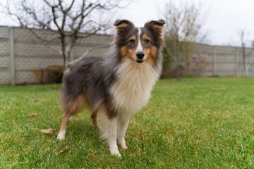 Cute brown red dog sheltie in the garden. Fluffy shetland sheepdog on green grass